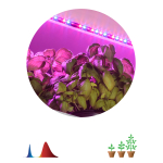Светодиодная лента для растений ЭРА FITO-Strip Light-RB-2m красно-синего спектра, 2 м, IP65 с адаптером 12V в комплекте