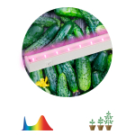 Светильник для растений, фитолампа светодиодная линейная ЭРА LLED-05-T5-FITO-18W-W розового свечения 18 Вт Светильник для растений, фитолампа светодиодная линейная ЭРА LLED-05-T5-FITO-18W-W розового свечения 18 Вт