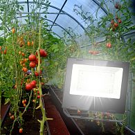 Прожектор светодиодный для растений ЭРА FITO-50W-RA90-LED полный спектр