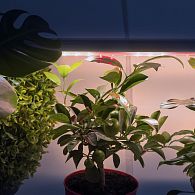 Светильник линейный светодиодный для растений ЭРА FITO-18W-T5-Ra90 полный спектр