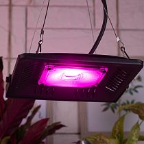 Прожектор светодиодный для растений ЭРА FITO-50W-LED BLUERED красно-синий спектр Прожектор светодиодный для растений ЭРА FITO-50W-LED BLUERED красно-синий спектр